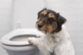 犬用トイレトレー人…の画像