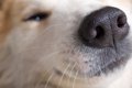 犬が隙間に鼻を突っ…の画像