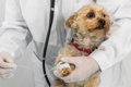 犬の免疫介在性溶血…の画像