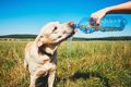 犬の自動給水器！種…の画像