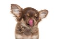 犬が口の周りを舐め…の画像