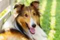 名犬ラッシーの犬種…の画像