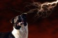 犬が雷に怯えている…の画像