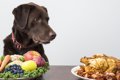 犬は「味オンチ」っ…の画像
