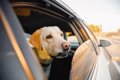 犬の車酔いを防ぐ対…の画像