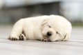 犬が寝てるとき、絶…の画像