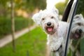 犬を車に乗せる時に…の画像
