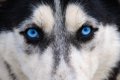 『青い目を持つ犬種…の画像