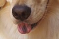 犬の舌に味覚はある…の画像