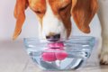 愛犬の飲み水の交換…の画像