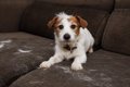 犬の静電気を防ぐ５…の画像