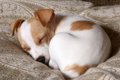 犬が丸まって寝る３…の画像
