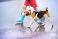 雨の日に愛犬の散歩…の画像