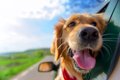 犬の車酔いを予防す…の画像