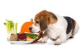 犬と一緒に食べられ…の画像