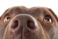 犬の鼻炎の症状は？…の画像