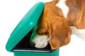 愛犬の『ごみ箱漁り…の画像