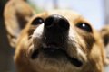 犬の鼻が世界を救う…の画像