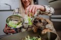 犬は『白菜』を食べ…の画像