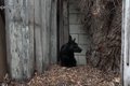 気の小さい黒犬を保…の画像