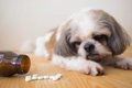 犬が人間用の薬を誤…の画像
