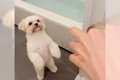 犬の前で『入浴剤』…の画像