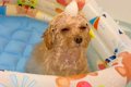 犬がお風呂を愛し過…の画像