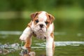 犬を水遊びに慣れさ…の画像