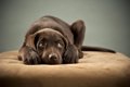 犬のライム病につい…の画像