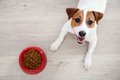 犬の食事の回数と加…の画像