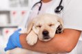 犬回虫症の症状や感…の画像