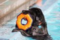 泳ぎが得意な犬種3選…の画像