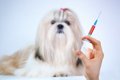 犬の抗がん剤につい…の画像