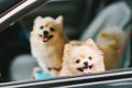 犬と車で安全にお出…の画像