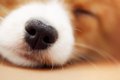 犬の「鼻紋」を知っ…の画像