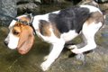 犬が『水を怖がる』3…の画像