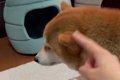 犬の耳をぴろぴろ触…の画像