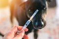 犬の注射への恐怖心…の画像