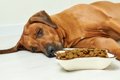 犬の『食欲不振』は…の画像