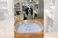 動物病院の看板犬に…の画像