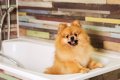 犬にとってお風呂場…の画像