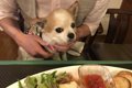 【北軽井沢】愛犬と…の画像