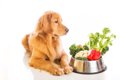 犬に野菜を与える際…の画像