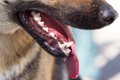 犬の歯周病について…の画像