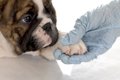 犬の指間炎 原因や症…の画像