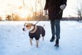 冬の犬の散歩で『靴…の画像