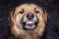 犬の噛み癖を直す方…の画像