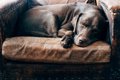 犬の認知症と睡眠の…の画像
