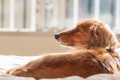 シニア犬の介護…具体…の画像
