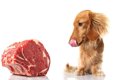 生肉食の犬は薬剤耐…の画像
